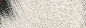 Tricolor A8 Colour Leather from Hair On Hide, H O H leather collection